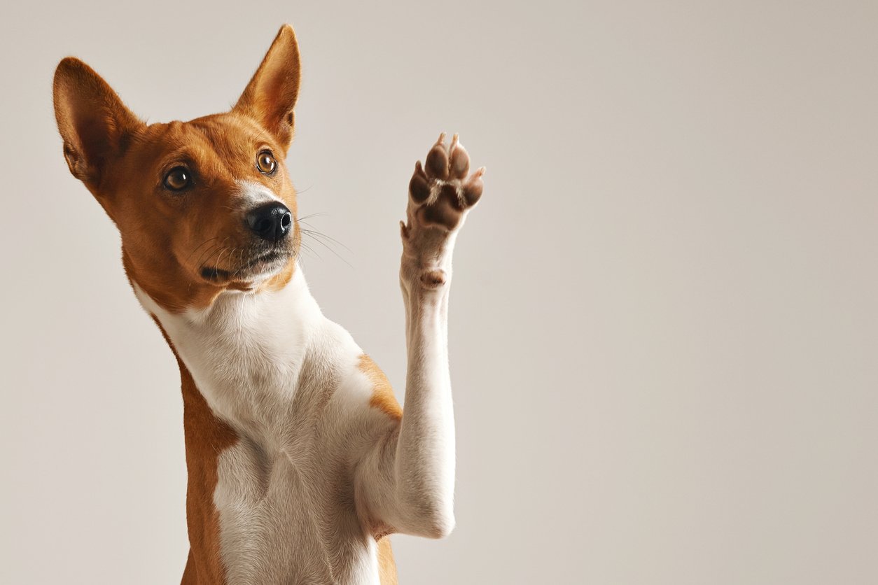 Lailami Pfoten Meiner Hunde Tattoos Von Tattoo Bewertung De