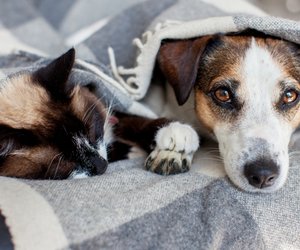 Tierhaare adé: Clevere Strategien für ein sauberes Zuhause trotz pelziger Mitbewohner