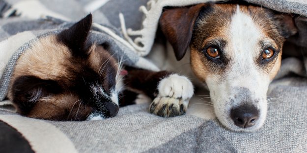 Tierhaare adé: Clevere Strategien für ein sauberes Zuhause trotz pelziger Mitbewohner