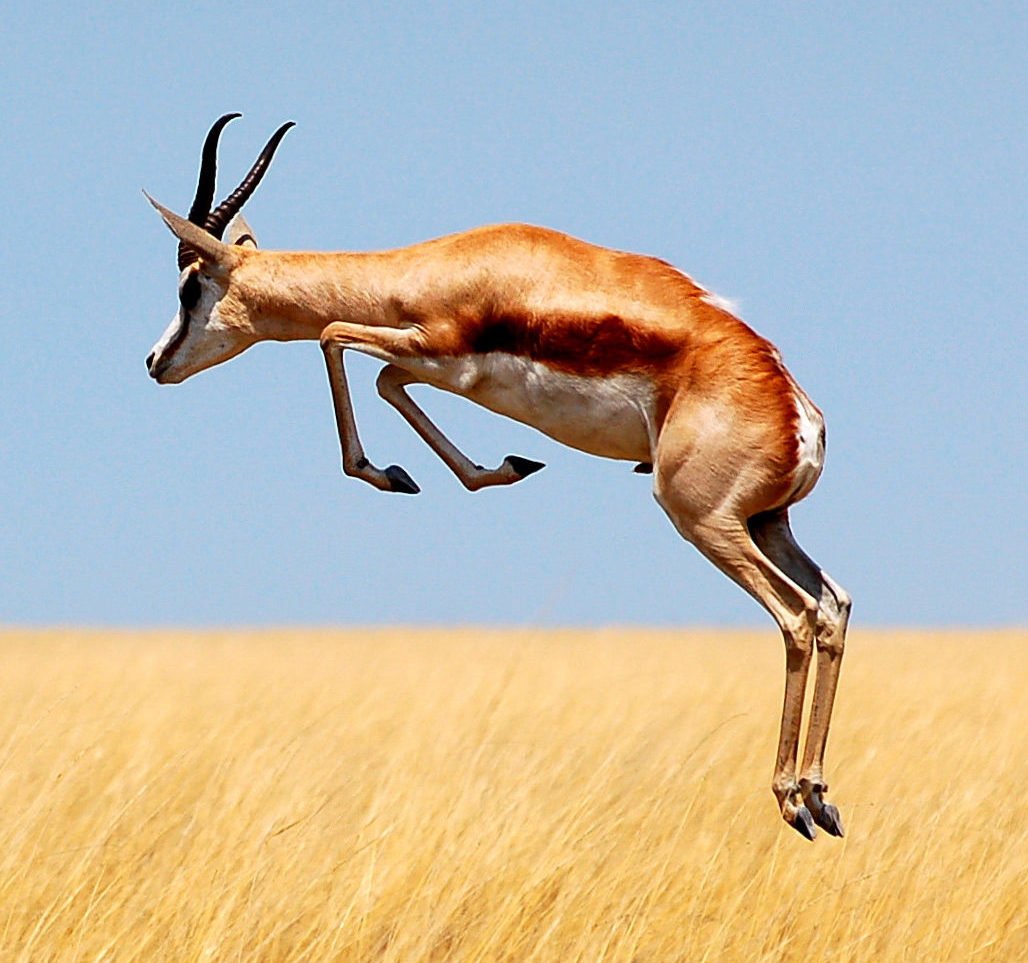 Springende Antilope
