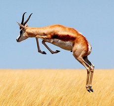 Springende Antilope Springende Antilope