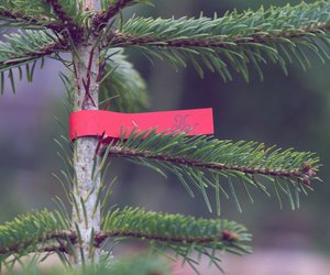 Weihnachtsbäume teurer: Mit diesen Preisen muss 2023 gerechnet werden