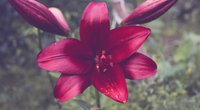 Amaryllis: Welche Bedeutung steckt hinter der Winterblume?