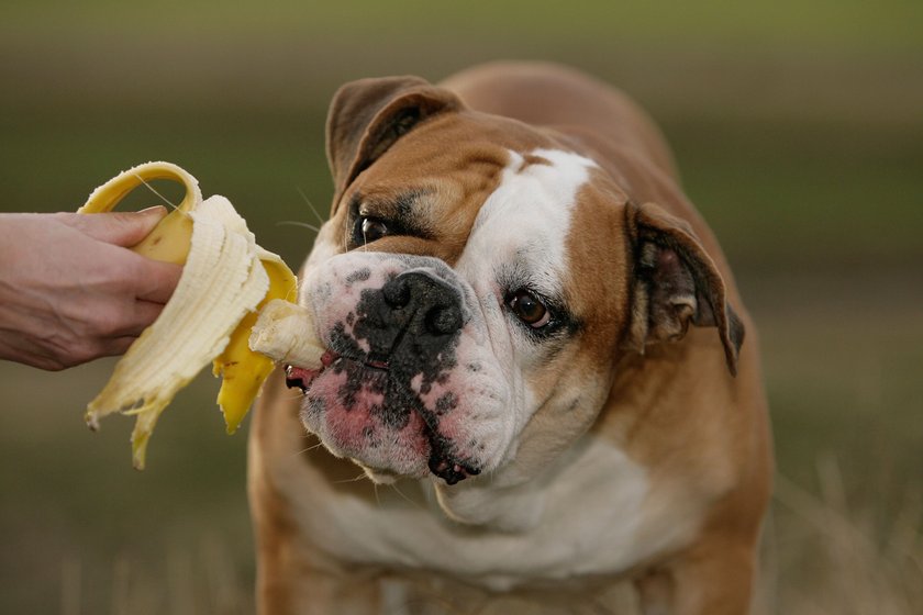 Ein Hund isst eine Banane.