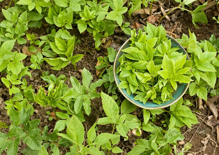 It is used as food and  in traditional medicine for painful joints.