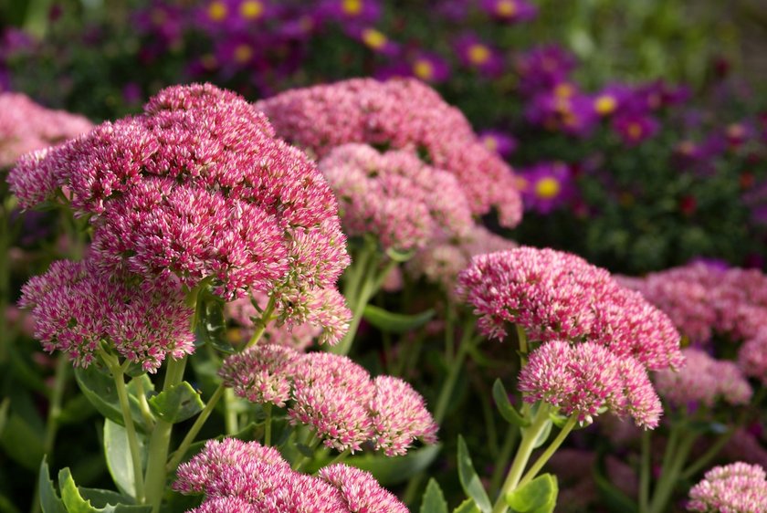 Stonecrop and purple asters.Please see more flower pictures from my Portfolio.Thank you!