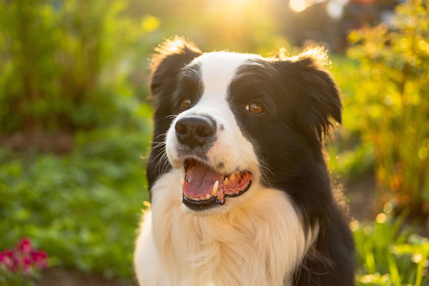 Outdoor-Portrait eines Border Collies