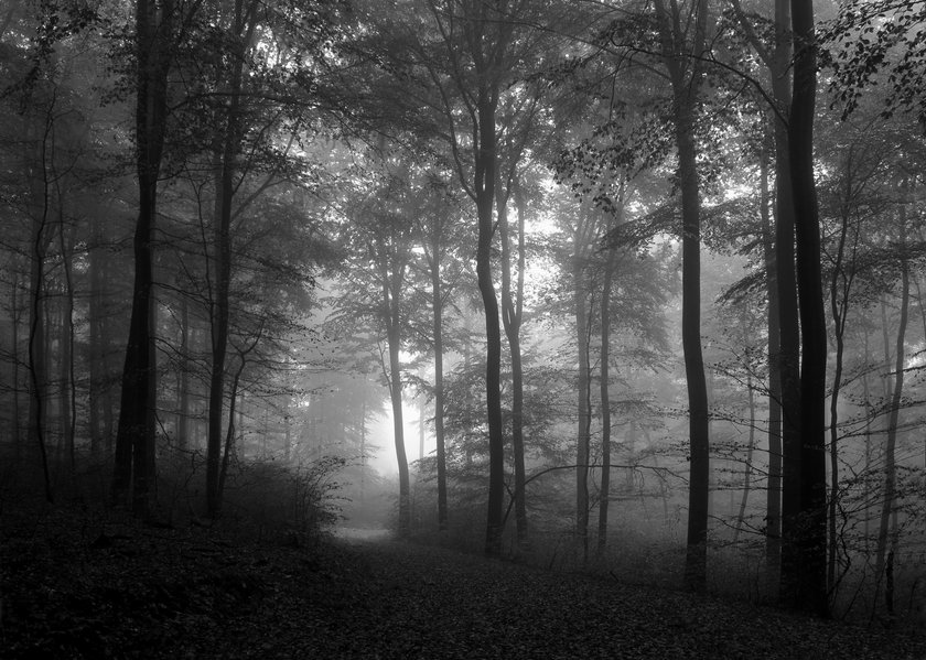 Ein düsterer Wald mit vielen Bäumen.