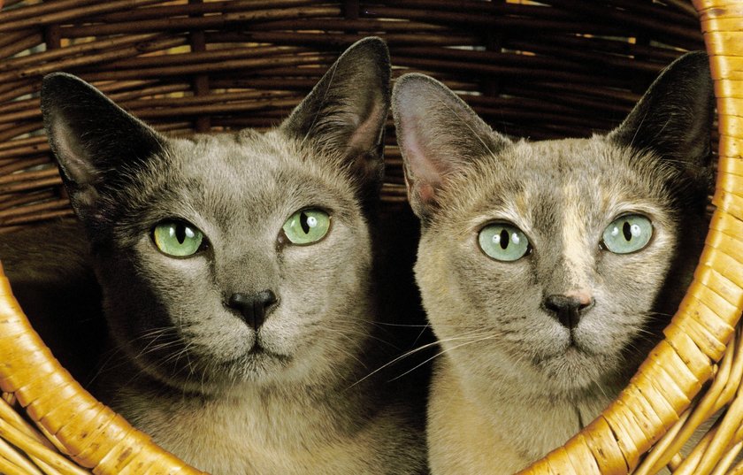 Zwei Tonkinese Hauskatze liegen gemeinsam in einem Korb.