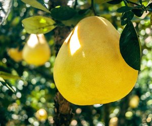 So kannst du schnell und einfach die Pomelo schneiden