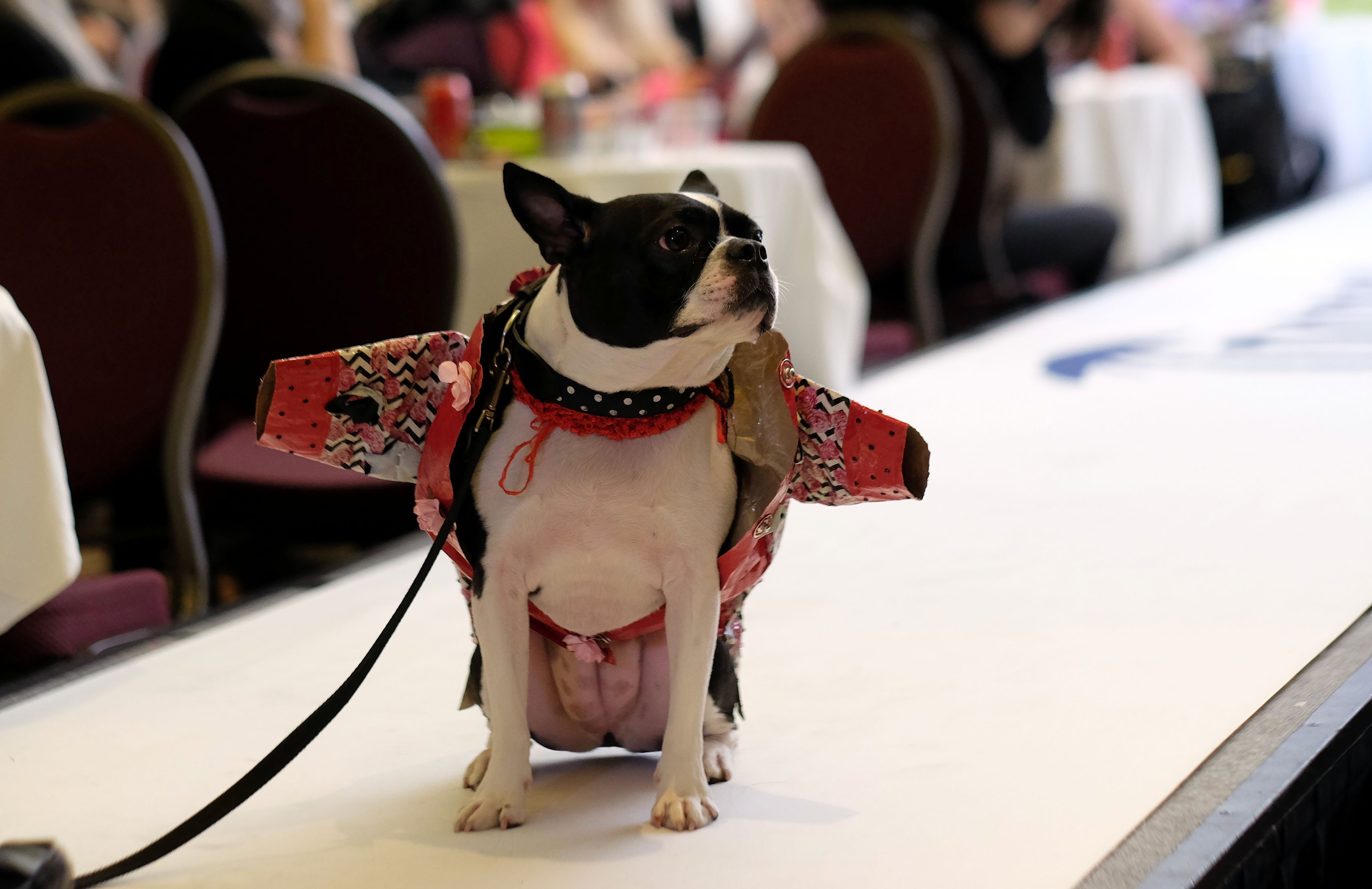 Kostüme für Hunde Kostüme für Hunde