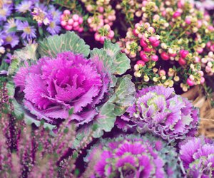 Diese 5 winterharten Blumen verschönern in der kalten Jahreszeit deinen Balkon