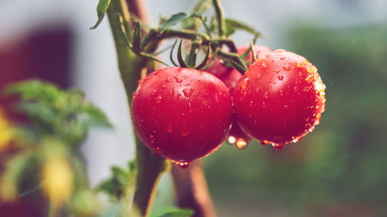 Cherrytomaten am Strauch