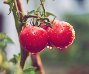Mit diesem Trick holst du das Doppelte aus deiner Tomatenernte raus