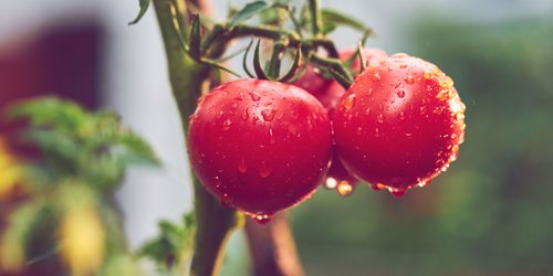 Mit diesem Trick holst du das Doppelte aus deiner Tomatenernte raus