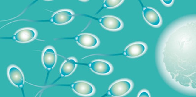 Neue WHO-Richtlinien für Spermiogramme: „flächendeckend ein hoher Qualitätsstandard in andrologischen Laboren“ Neue WHO-Richtlinien für Spermiogramme: „flächendeckend ein hoher Qualitätsstandard in andrologischen Laboren“