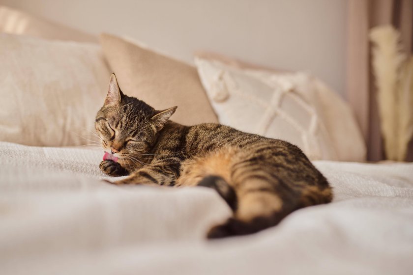 Getigerte Katze Felis silvestris catus liegt auf einem Bett und putzt sich