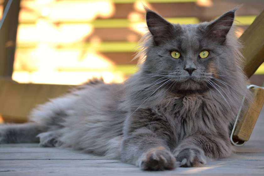 Maine Coon