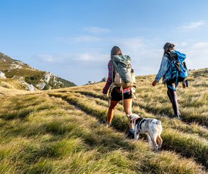 Die schönsten Wanderrouten mit Hund in Bremen