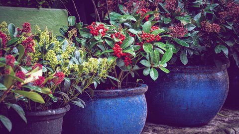 Welche Pflanzen blhen den ganzen Winter? Diese 6 vertreiben das Grau!
