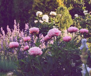 Mit diesem Sommer-Trick blühen deine Pfingstrosen prächtiger denn je