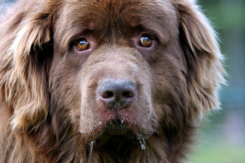 Neufundländer Hund