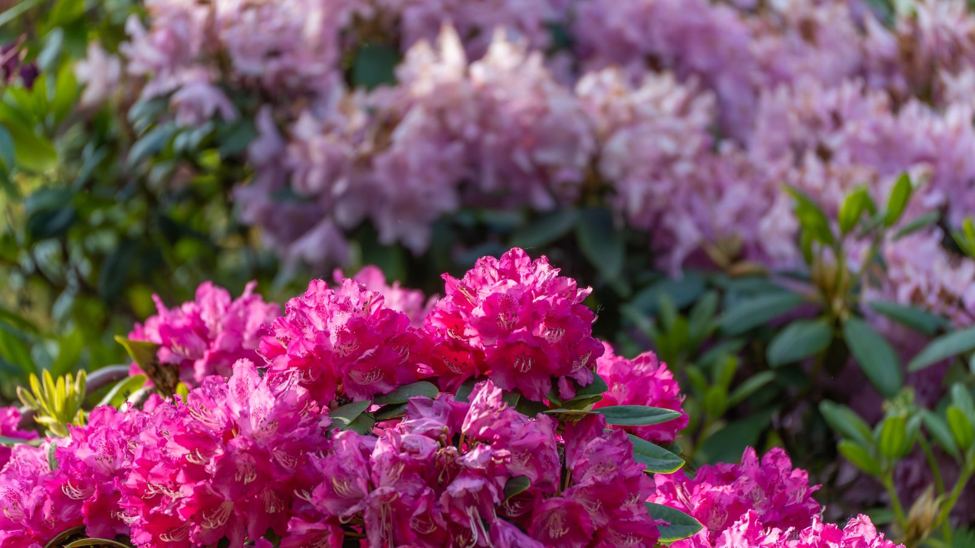 Das-ist-das-Geheimnis-sch-ner-Rhododendron-Bl-ten-im-n-chsten-Fr-hjahr-