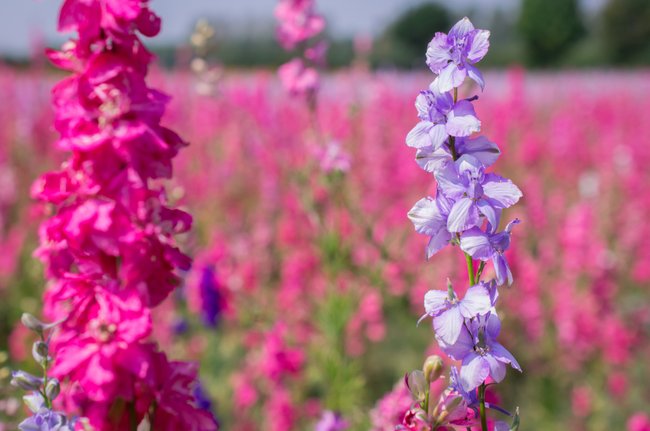 Geburtsblume: Welche Du Hast & Was Sie über Dich Aussagt!