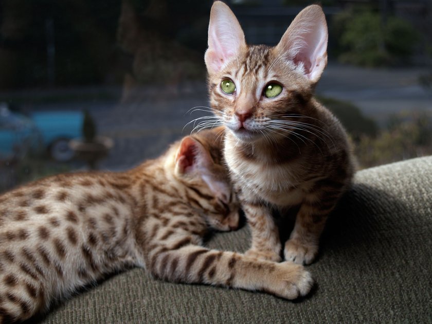 Two Ocicat Kittens in Side Lighting