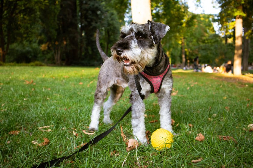 Ein Zwergschnauzer Welpe steht auf einer Wiese und spielt mit einem gelben Ball.