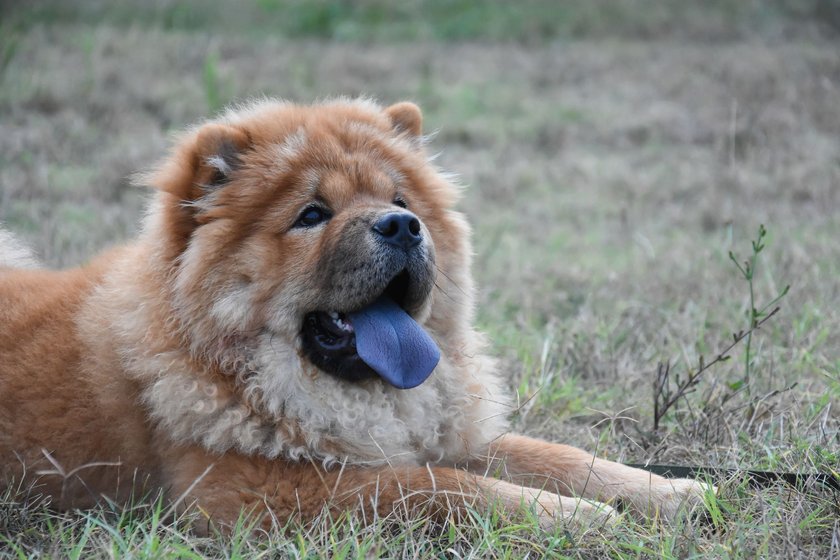 Chow-Chow