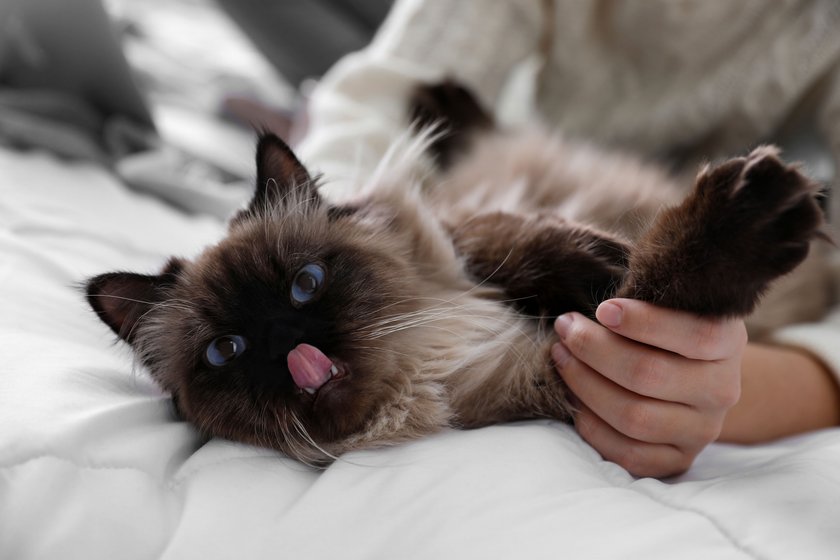 Woman playing with her cute Balinese cat on bed at home, closeup.