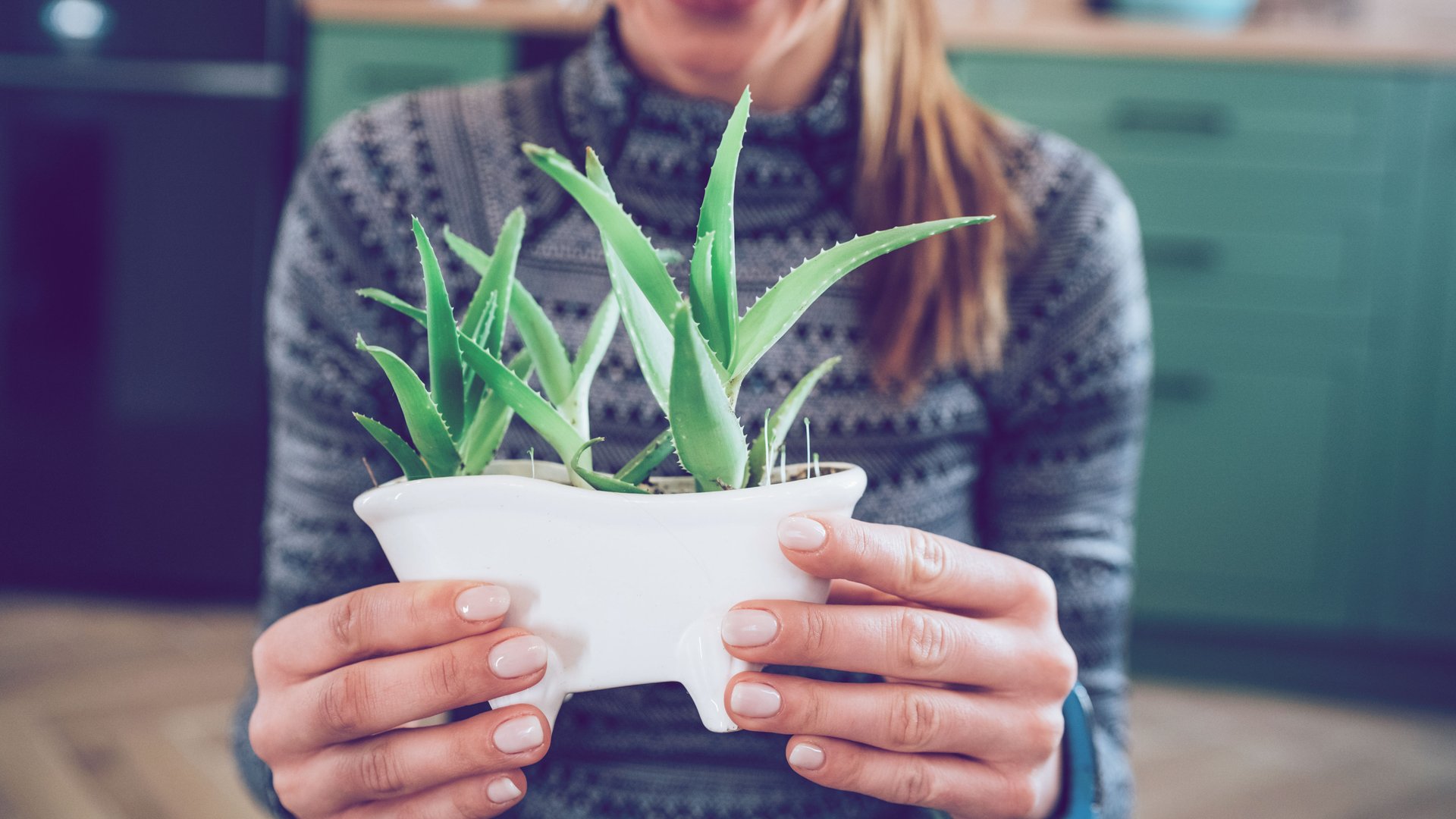6-Pflanzen-die-im-neuen-Jahr-das-Gl-ck-in-dein-Zuhause-ziehen