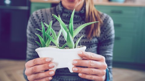 Mit diesem Gietrick bleibt deine Aloe vera das ganze Jahr ber prall und  gesund