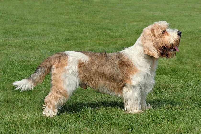 Petit Basset Griffon Vendéen