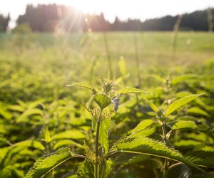 Brennnesselsamen ernten: Mit diesen Tipps geht es ganz einfach