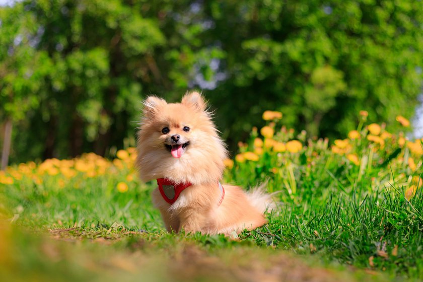 Ein Spitz sitzt auf einer Wiese und lächelt in die Kamera.