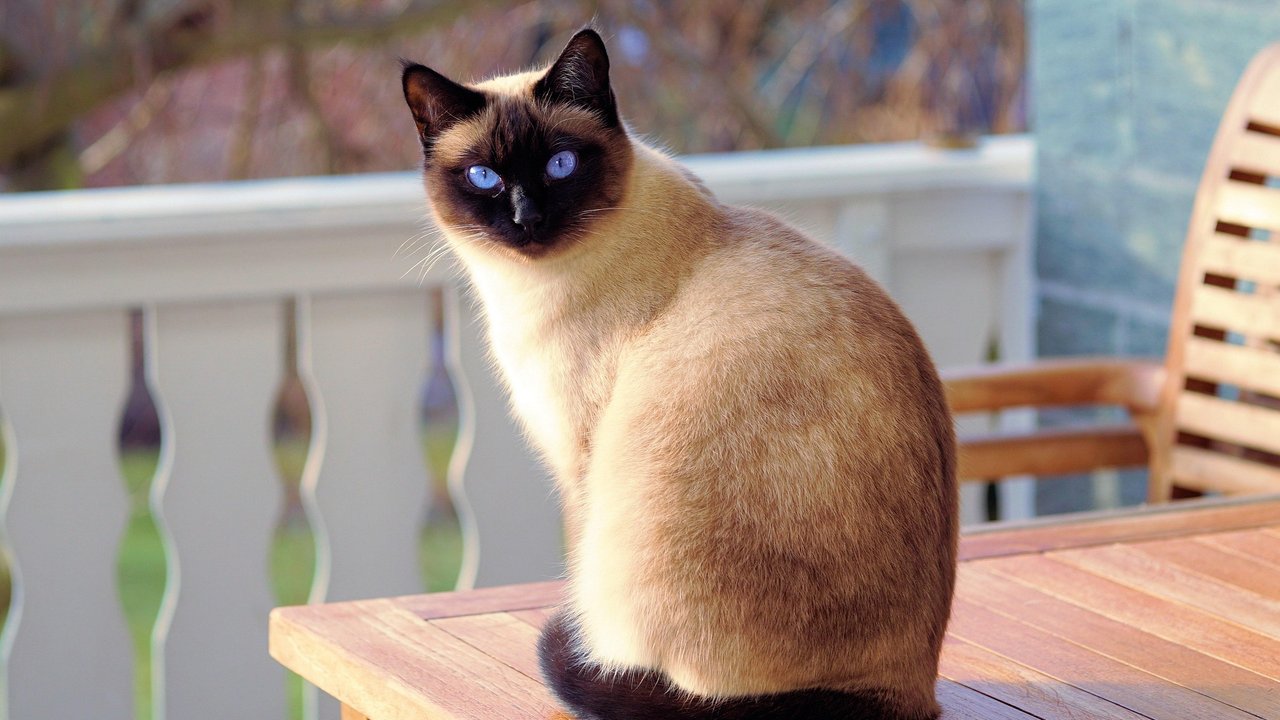 Katzen sind gute Beobachter.