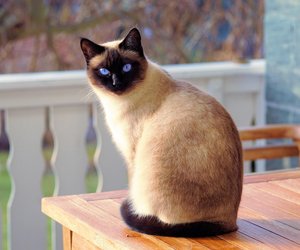 Aus diesem Grund suchen Katzen die Nähe von Menschen, die Katzen gar nicht mögen
