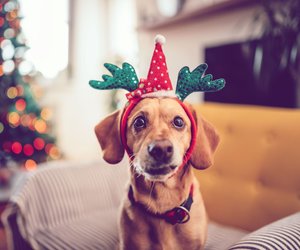 Adventskalender für Hunde: Die 6 besten Kalender für deine Fellnase