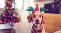 Adventskalender für Hunde: Die 8 besten Kalender für deine Fellnase