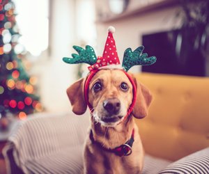 Adventskalender für Hunde: Die 8 besten Kalender für deine Fellnase