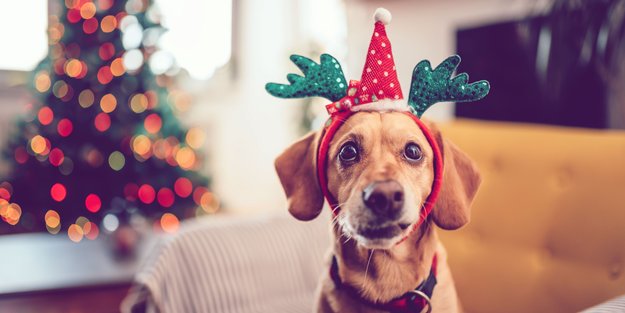 Adventskalender für Hunde: Die 8 besten Kalender für deine Fellnase