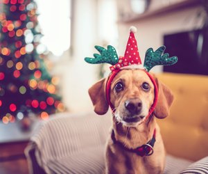 Adventskalender für Hunde: Die 6 besten Kalender für deine Fellnase