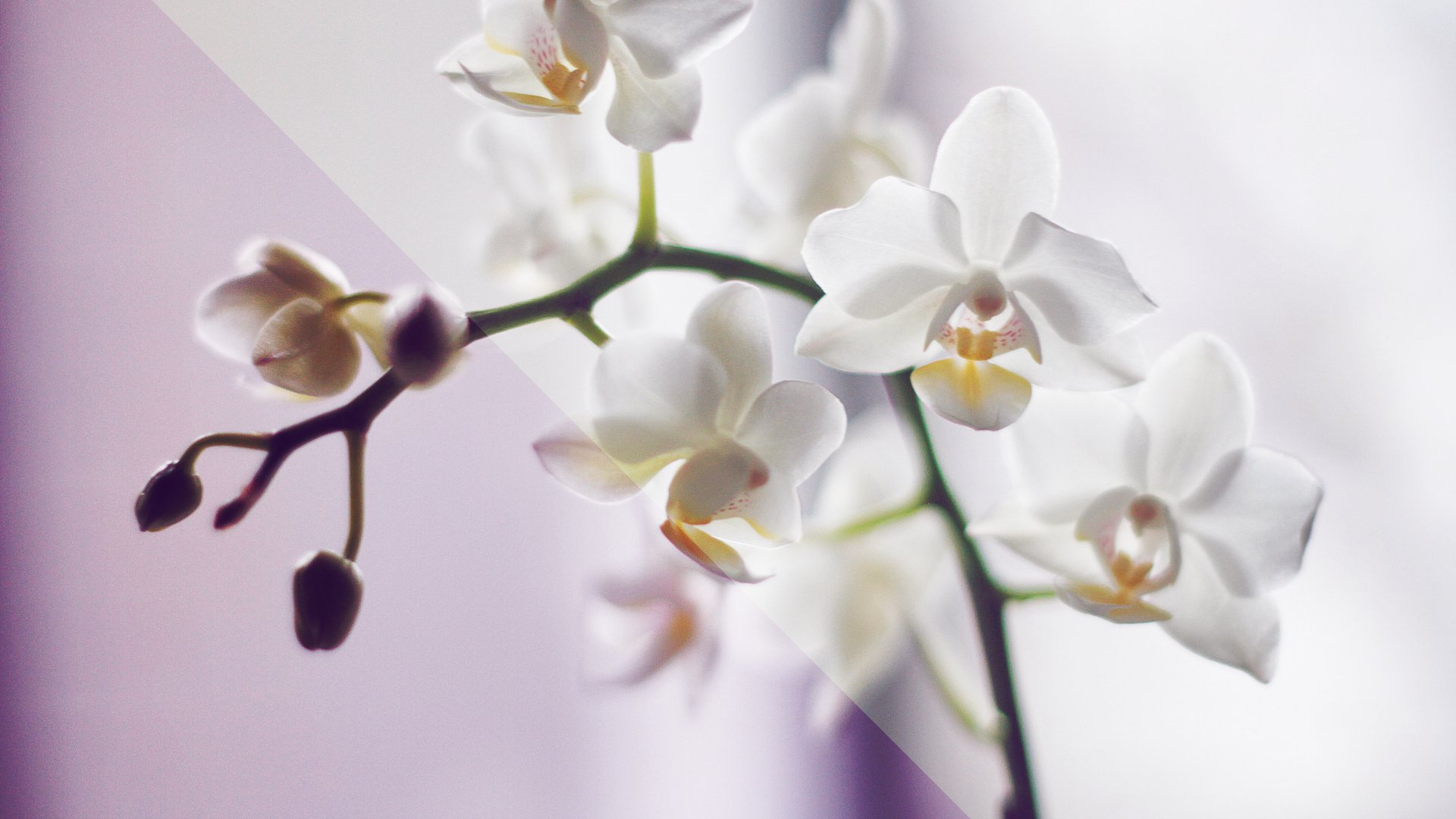 Orchidee Bedeutung: Das steckt hinter der Schönheit!