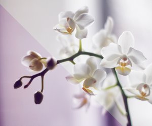 Orchidee Bedeutung: Das steckt hinter der Schönheit!