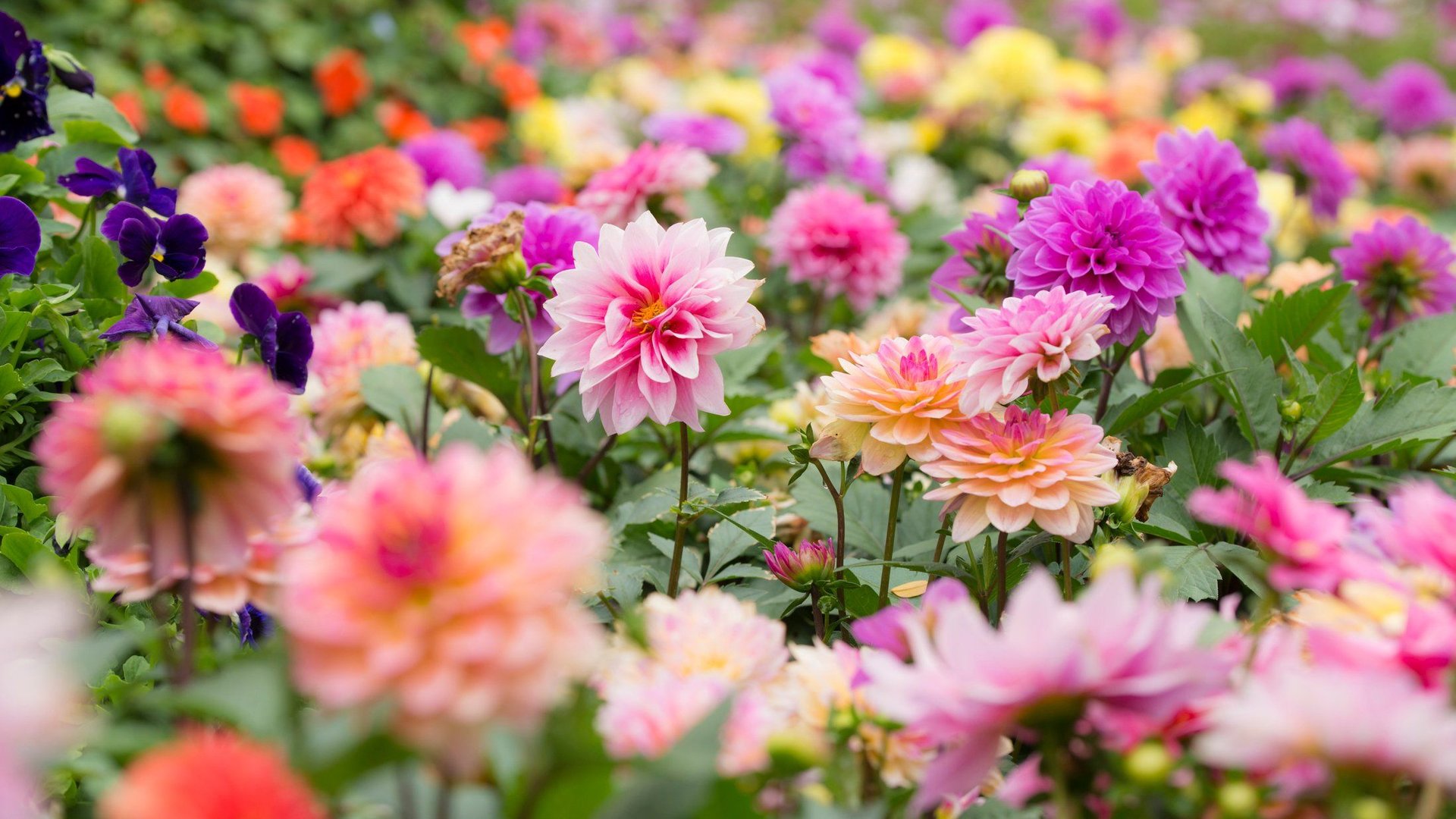 Diese-Dauerbl-herin-verwandelt-deinen-Garten-bis-in-den-Herbst-in-ein-Bl-tenmeer