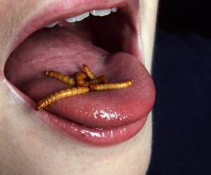 Insekten essen als gesunde Proteinquelle?