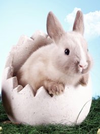 Osterwitze für die ganze Familie Osterwitze für die ganze Familie