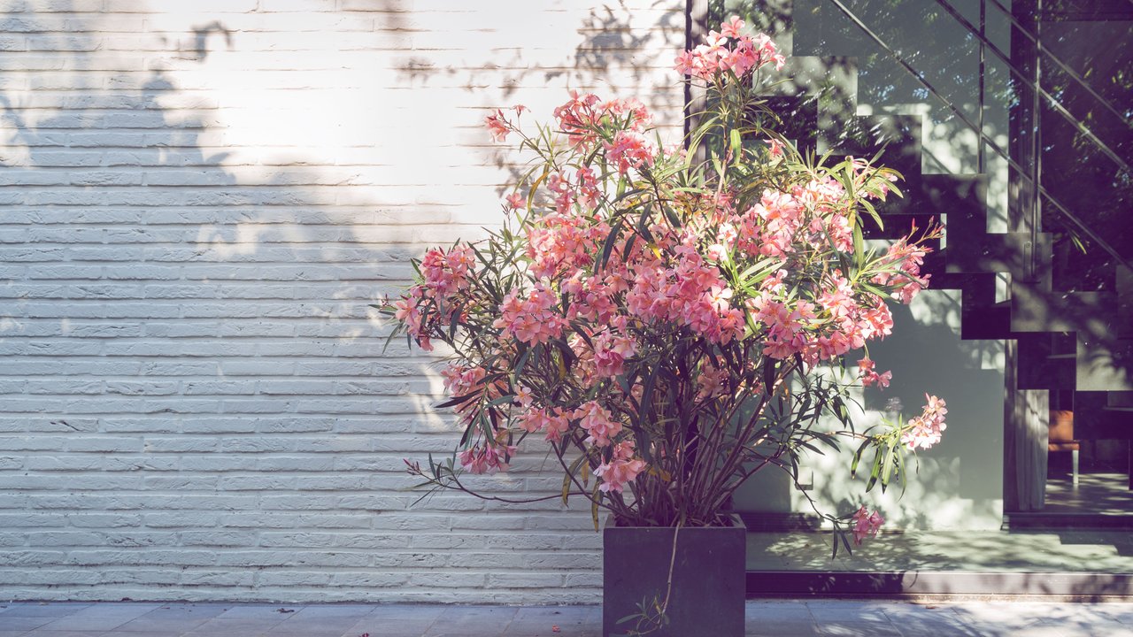 Oleander mit gelben Blättern